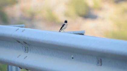 Black-eared Wheatear