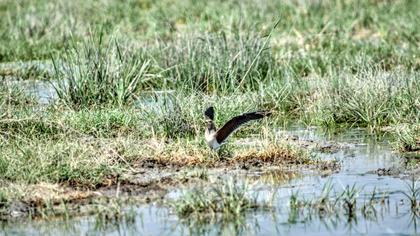 Collared Pratincole