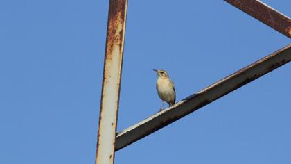 Tawny Pipit