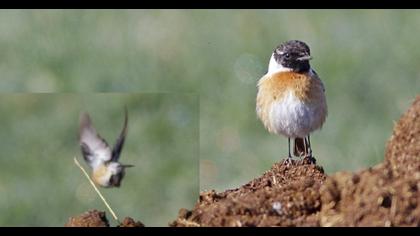 Siberian Stonechat