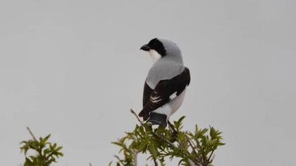 Lesser Grey Shrike