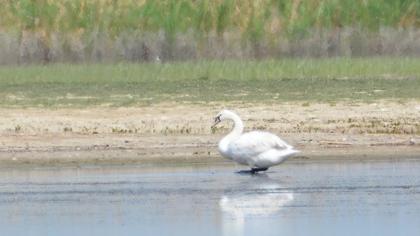 Mute Swan