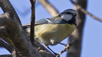 Eurasian Blue Tit
