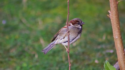 House Sparrow