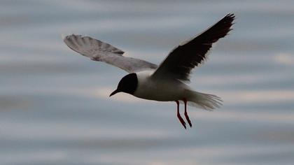 Little Gull