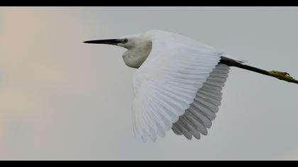 Little Egret