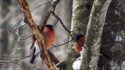 Eurasian Bullfinch