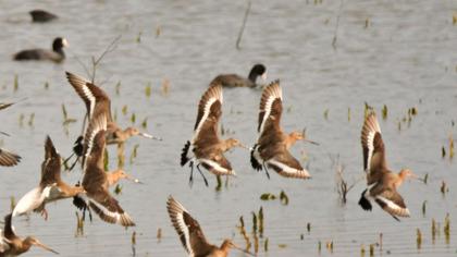 Black-tailed Godwit