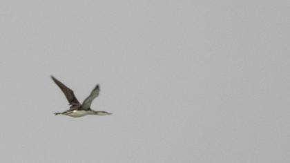 Red-throated Loon
