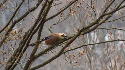 Eurasian Jay
