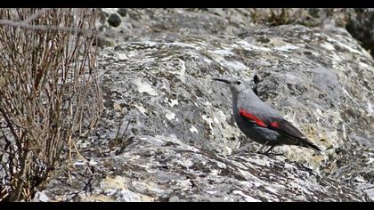 Wallcreeper