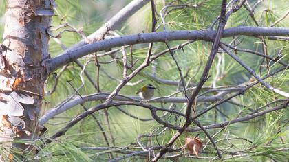 Common Firecrest