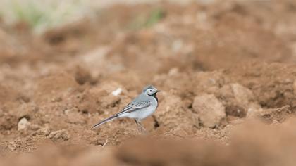 White Wagtail