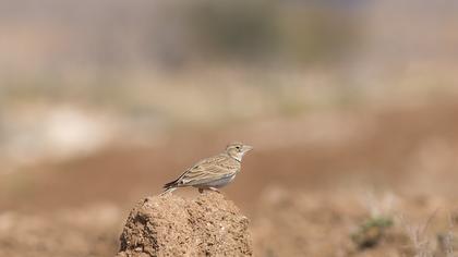Calandra Lark