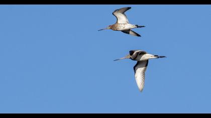 Black-tailed Godwit