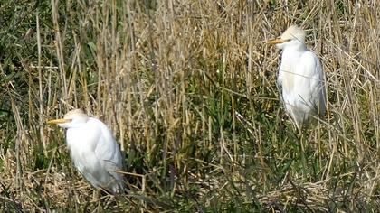 Western Cattle Egret