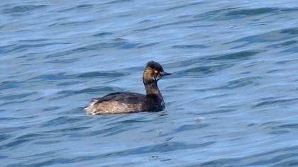 Black-necked Grebe
