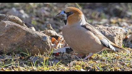 Hawfinch