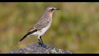 Northern Wheatear