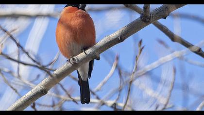 Eurasian Bullfinch