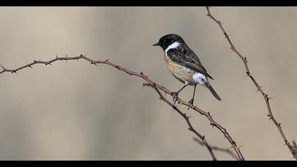 European Stonechat