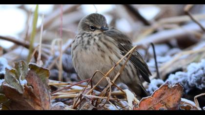 Water Pipit