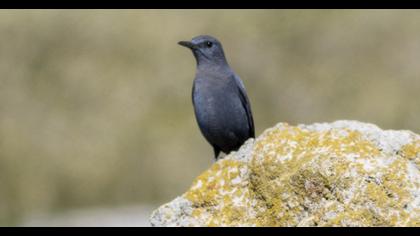 Blue Rock Thrush