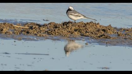White Wagtail