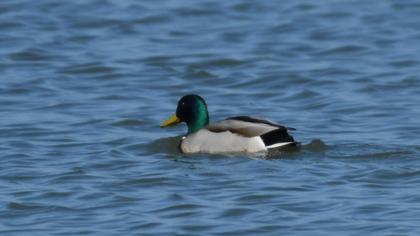 Mallard