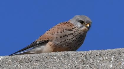 Common Kestrel