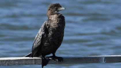 Pygmy Cormorant