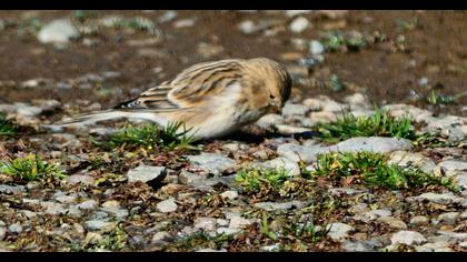 Twite