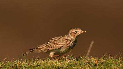 Eurasian Skylark