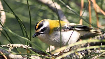 Common Firecrest