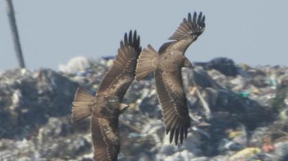 Black Kite