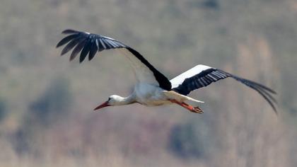 White Stork