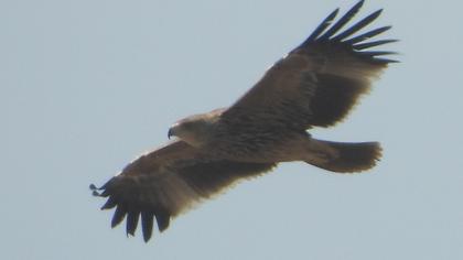Eastern Imperial Eagle