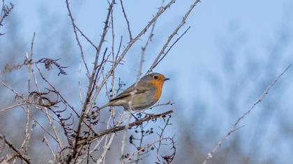 European Robin
