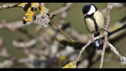 Great Tit