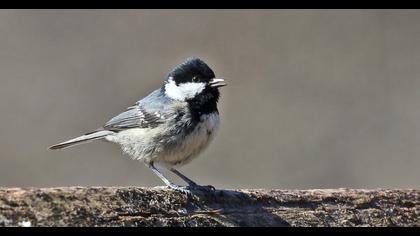 Coal Tit