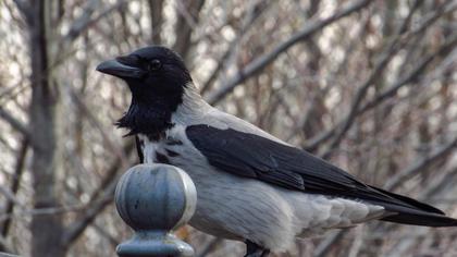 Hooded Crow