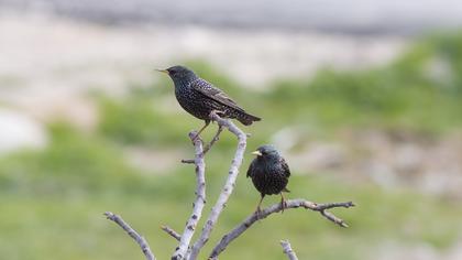 Common Starling