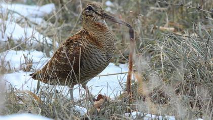 Eurasian Woodcock