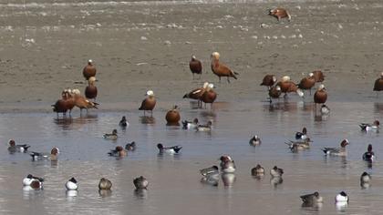 Eurasian Wigeon