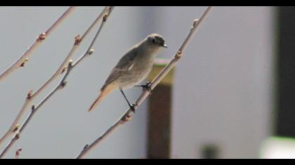 Black Redstart