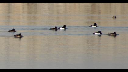Tufted Duck
