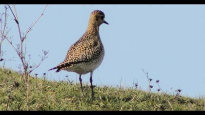 European Golden Plover