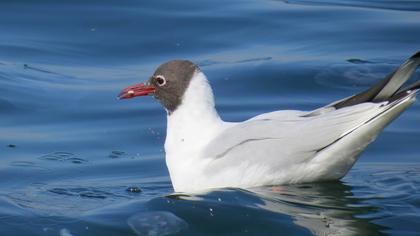 Black-headed Gull