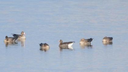 Lesser White-fronted Goose