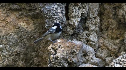 Coal Tit